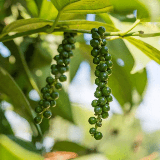 ingredients-black-pepper