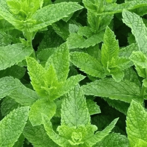 ingredients-bush-river-mint