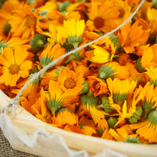 ingredients-calendula