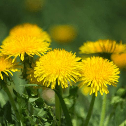 ingredients-dandelion