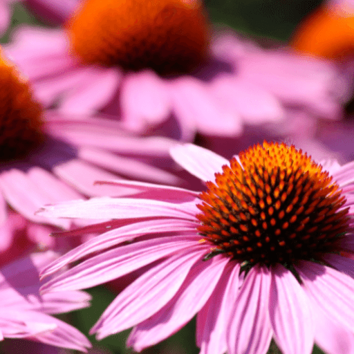 ingredients-echinacea