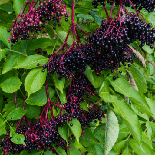 ingredients-elderberry