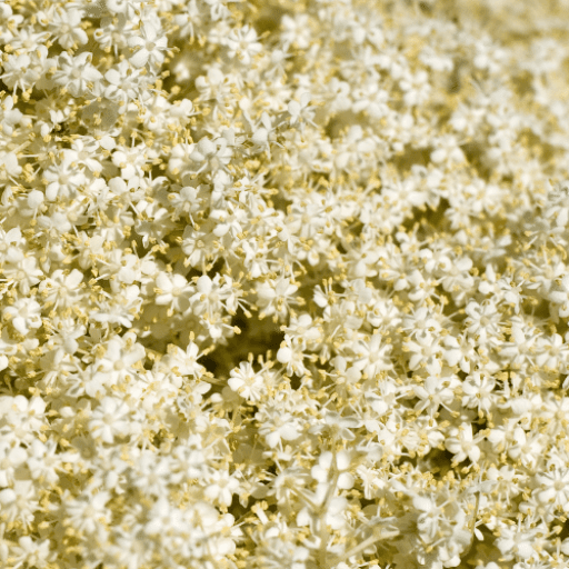 ingredients-elderflower