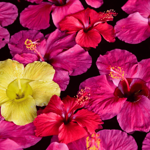 ingredients-hibiscus