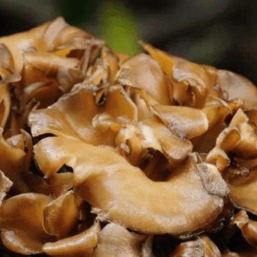 ingredients-maitake