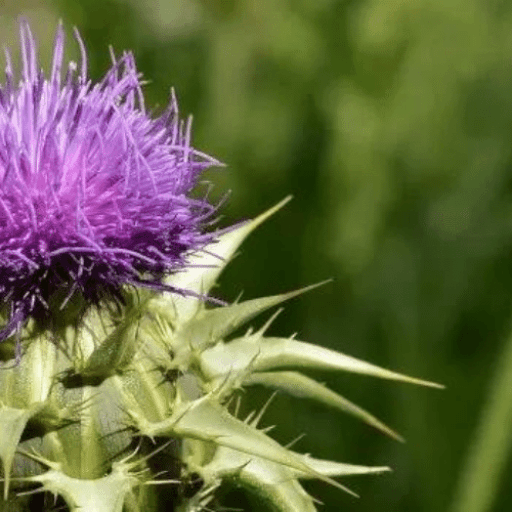 ingredients-milk-thistle