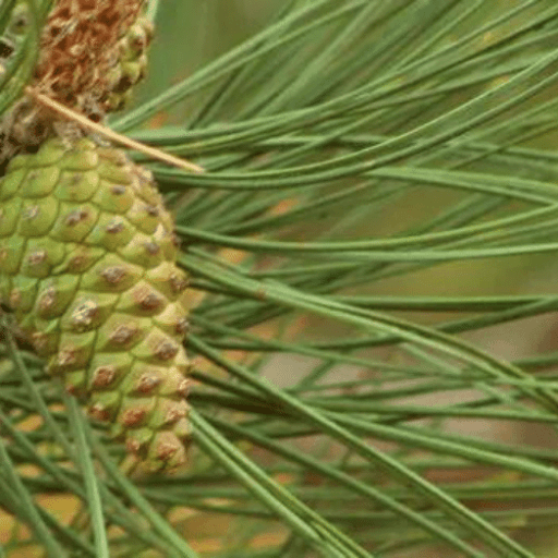 ingredients-pine-needle