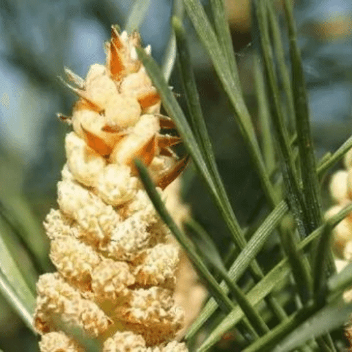 ingredients-pine-pollen