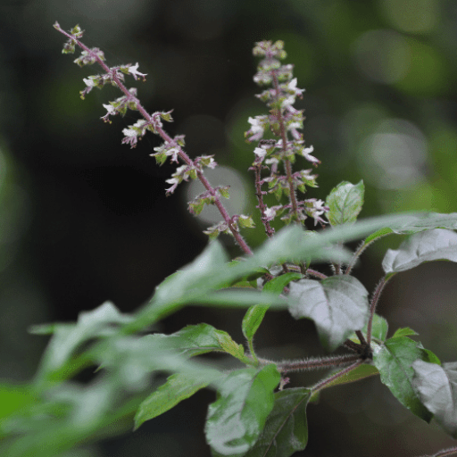 ingredients-tulsi