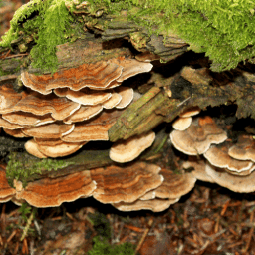 ingredients-turkey-tail