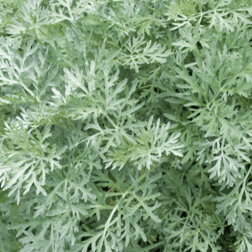 ingredients-wormwood